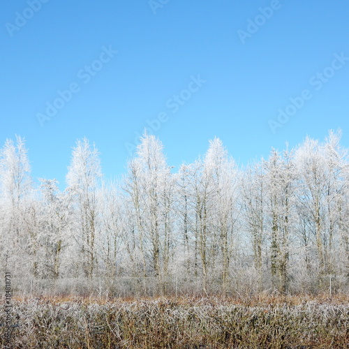 View of the trees covered with snow in winter. Winter trees covered in snow