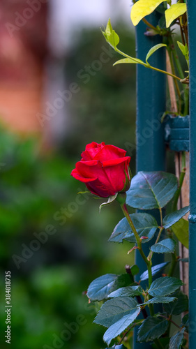 Photos Flower of a red rose on a bush in the garden close up