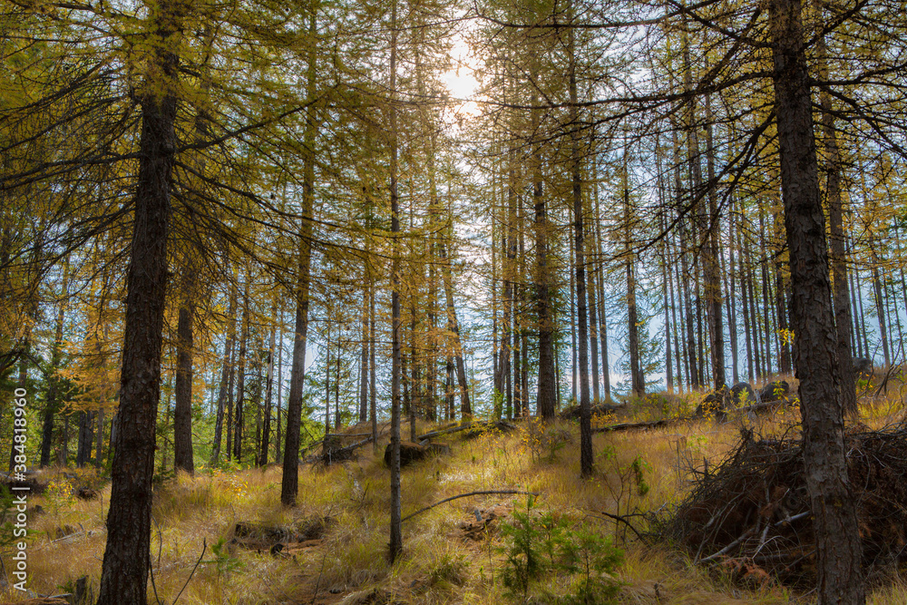 Obraz premium Timber Stands