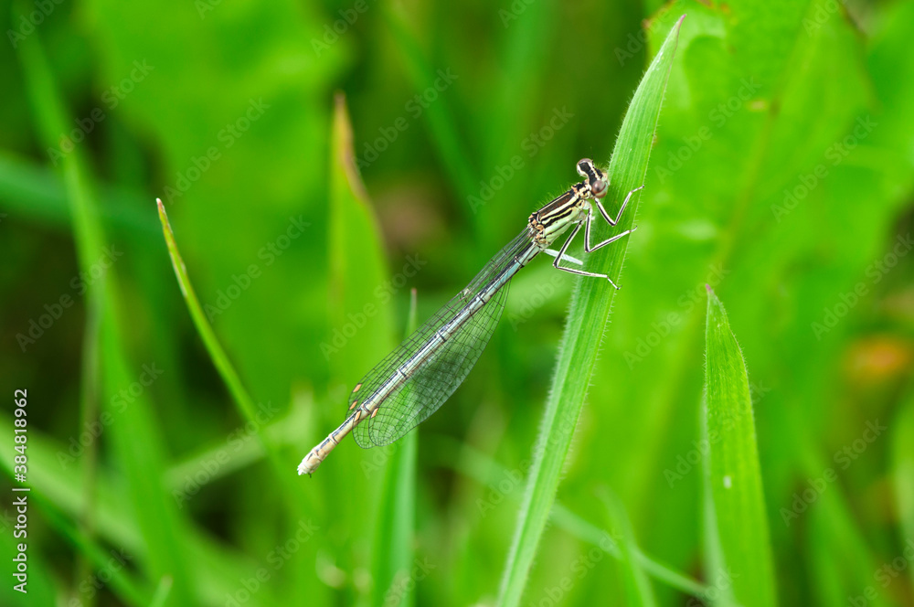 Platycnemis pennipes blaue Federlibelle Platycnemis pennipes blaue Federlibelle