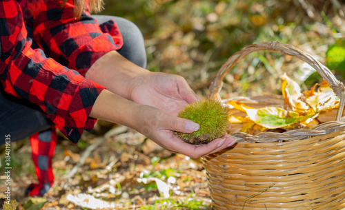 
A woman holds a bunch of chestnuts in the background of the undergrowth of Aritzo, central Sardinia. Autumn harvest photo