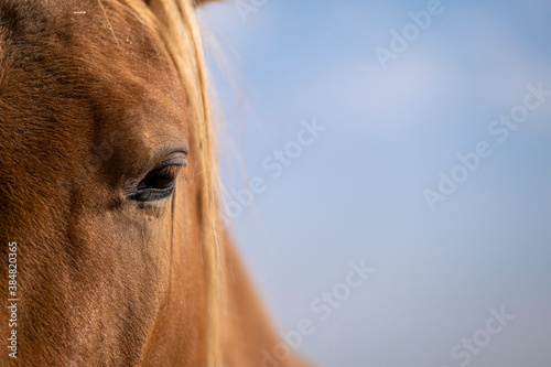 eye of a horse © Александр Ульман