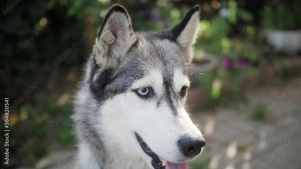 Portrait of a dog breed Husky looking at the camera. Dog with a tag on the ear. Care shelter animal. Portrait of a dog breed Husky looking at the camera. Dog with a tag on the ear. Care shelter animal.