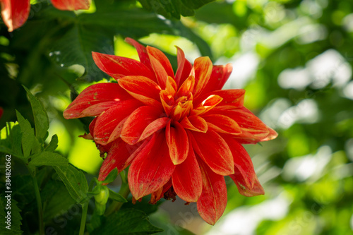 Macro of blooming orange dahlia flower in autumn with detail of petals © Federica