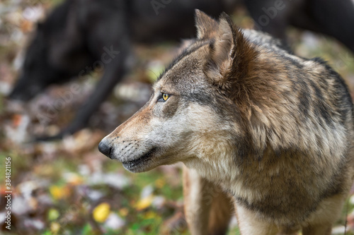 Grey Wolf  Canis lupus  Looks Left Black in Background Autumn