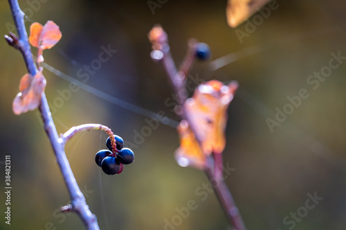 Wild mountain berries cling to spiderweb covered branches in the late fall in Big Cottonwood Canyon in the Wasatch Mountains of Utah.