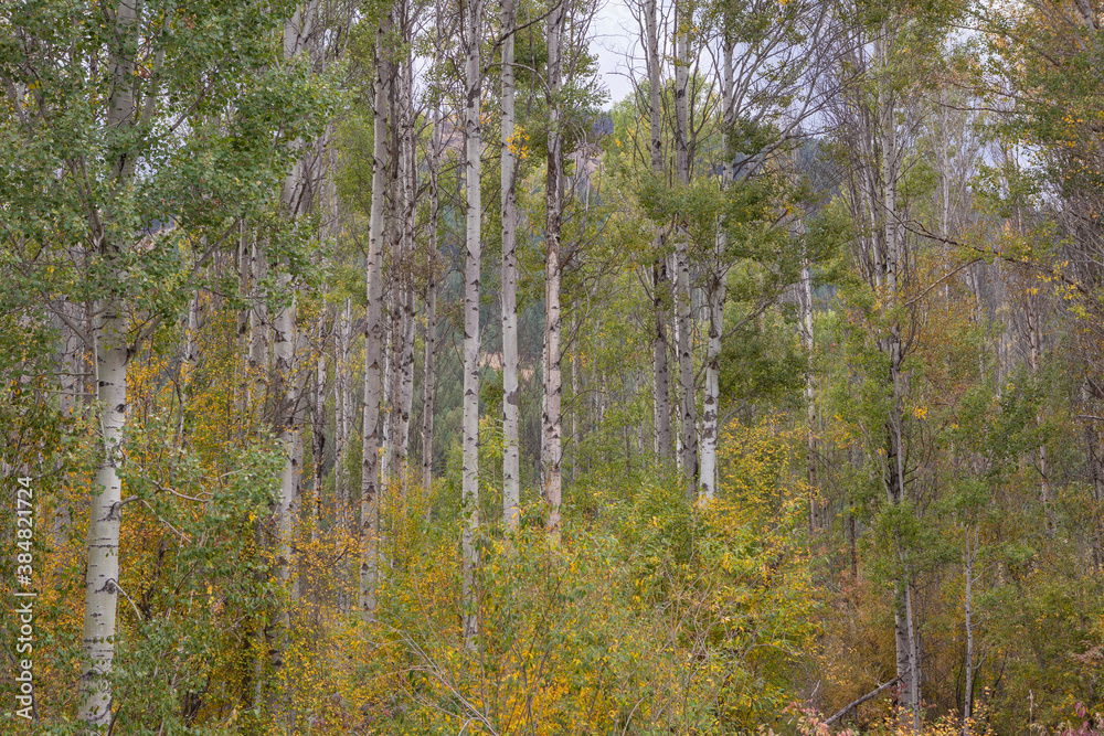 Fototapeta premium Fall colors in North Central Washington