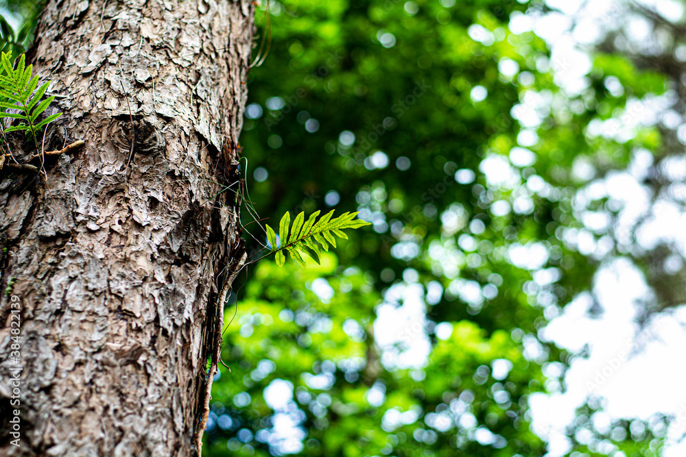 Fototapeta premium Pine bark in forest against blurred green background nature in asian forest.