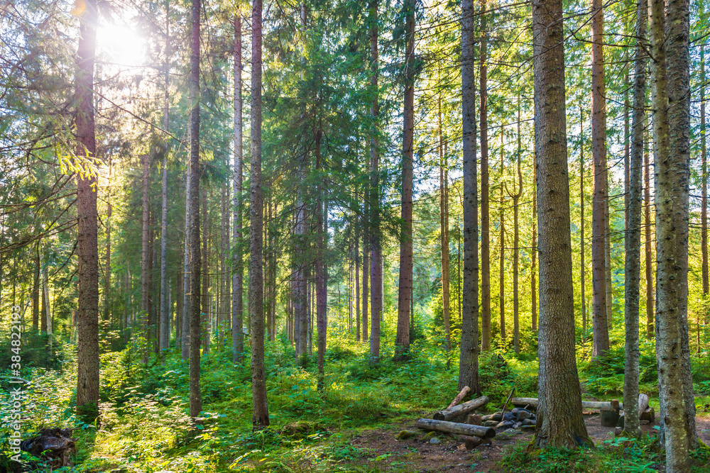 Green pine forest with shining sun rays