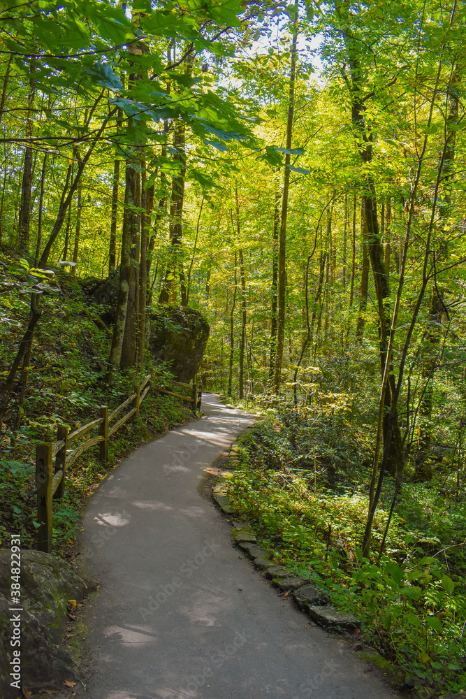 Fototapeta premium path in the forest