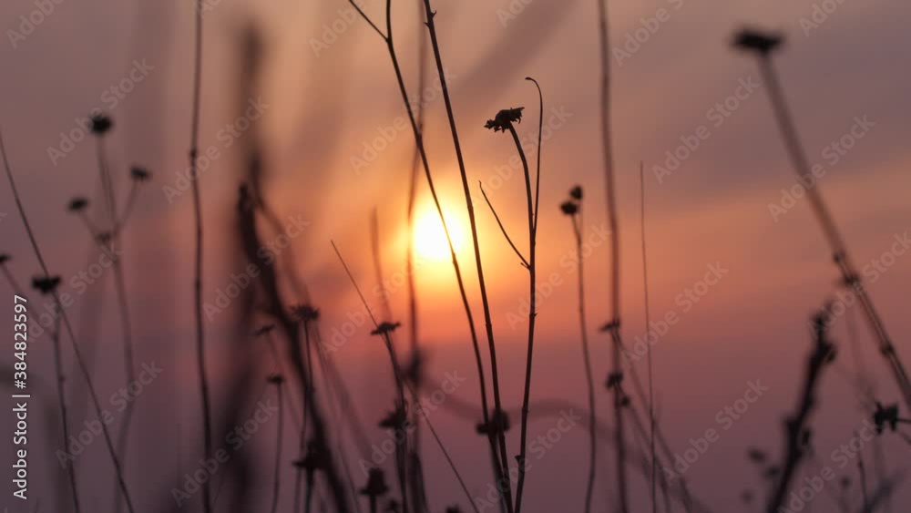 Silhouetted long grass stand tall in a field as incredible orange setting sun light shines through, natural beauty Silhouetted long grass stand tall in a field as incredible orange setting sun light shines through, natural beauty