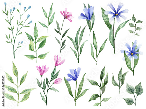 Collection of watercolor floral elements. Wild flowers and leaves botanical drawing