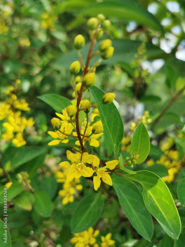 A bunch of yellow flowers Looks outstanding on green leaves, very beautiful. A bunch of yellow flowers Looks outstanding on green leaves, very beautiful.