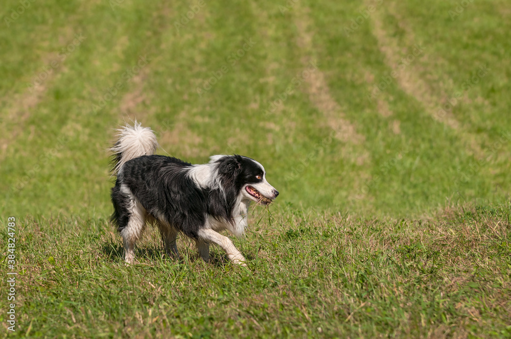 Herding Dog Steps Right Grass in Mouth