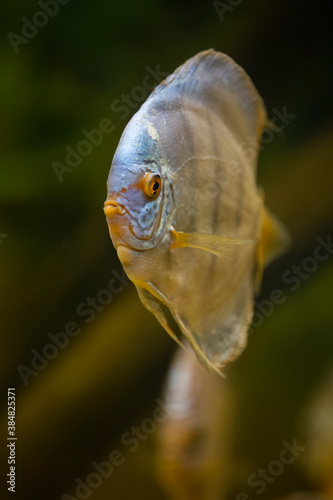Discus Fish or Pompadour Fish or Symphysodon Fish  swimming underwater  blur 