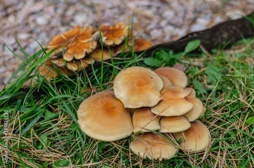 Mushrooms in the grass with needles