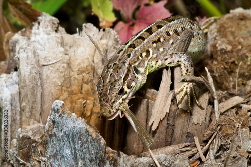 Lizard sits on the ground and eats an insect on an autumn background