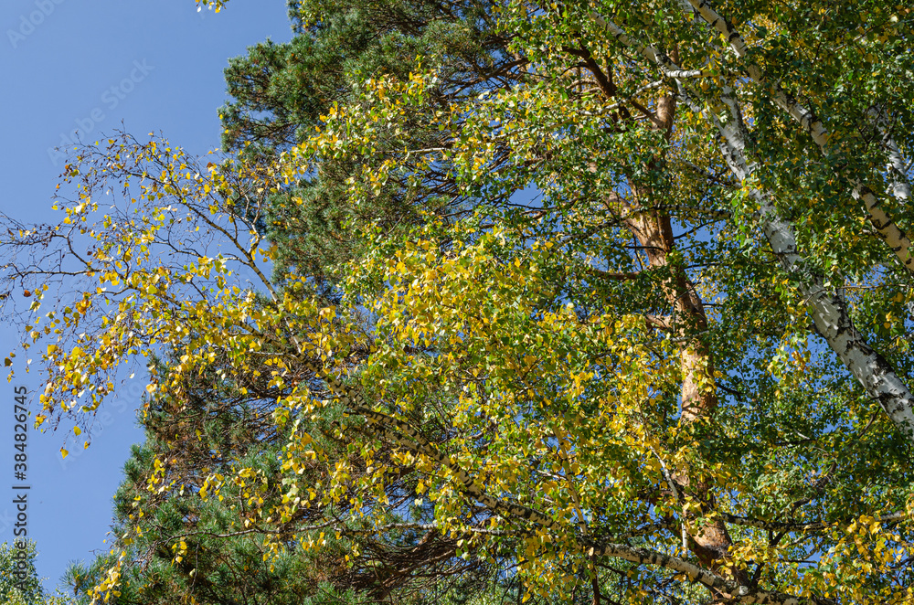 Golden autumn birch leaves and pine branches on a blue sky background Golden autumn birch leaves and pine branches on a blue sky background