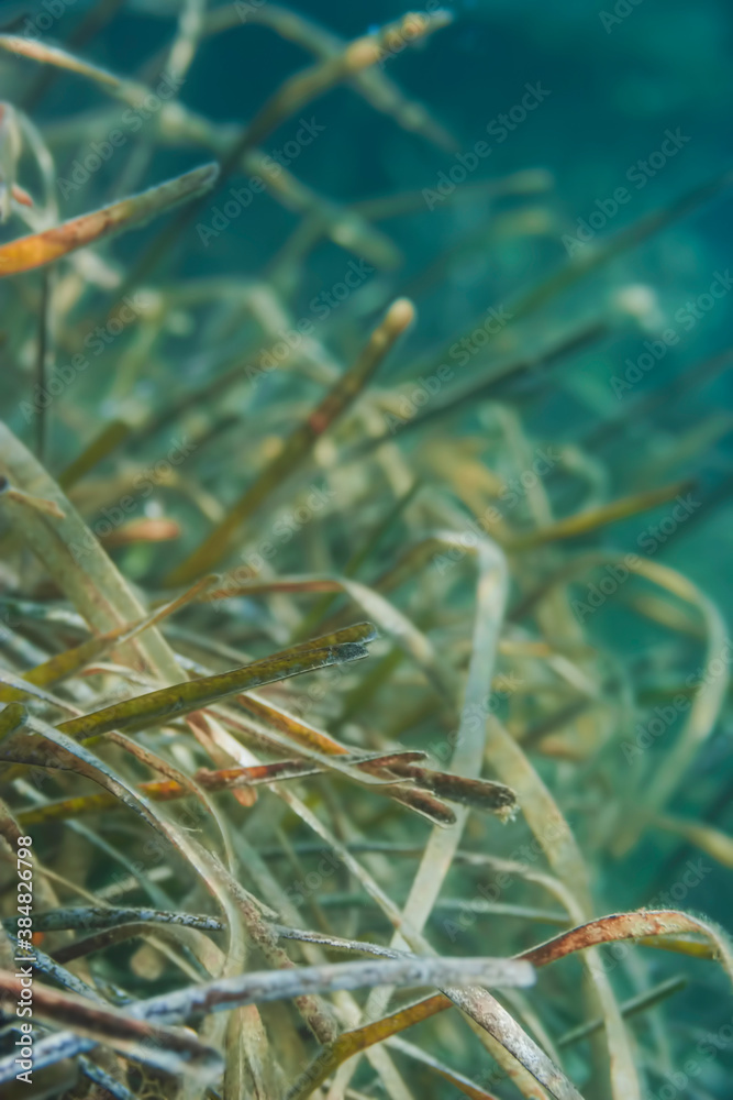 sea grass sea grass