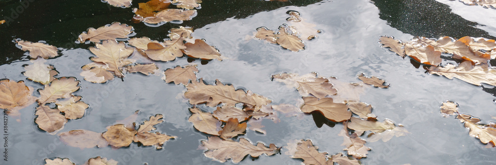 Autumn oak leaves float in the water.