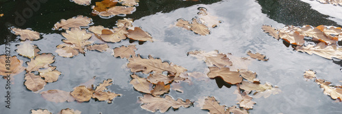 Autumn oak leaves float in the water.