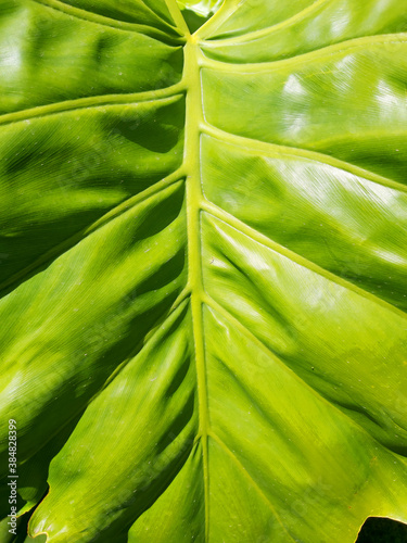 fondo de primer plano de hoja de palmera verde, grande abarcando todo el plano. con luces y sombras por la luz de sol photo