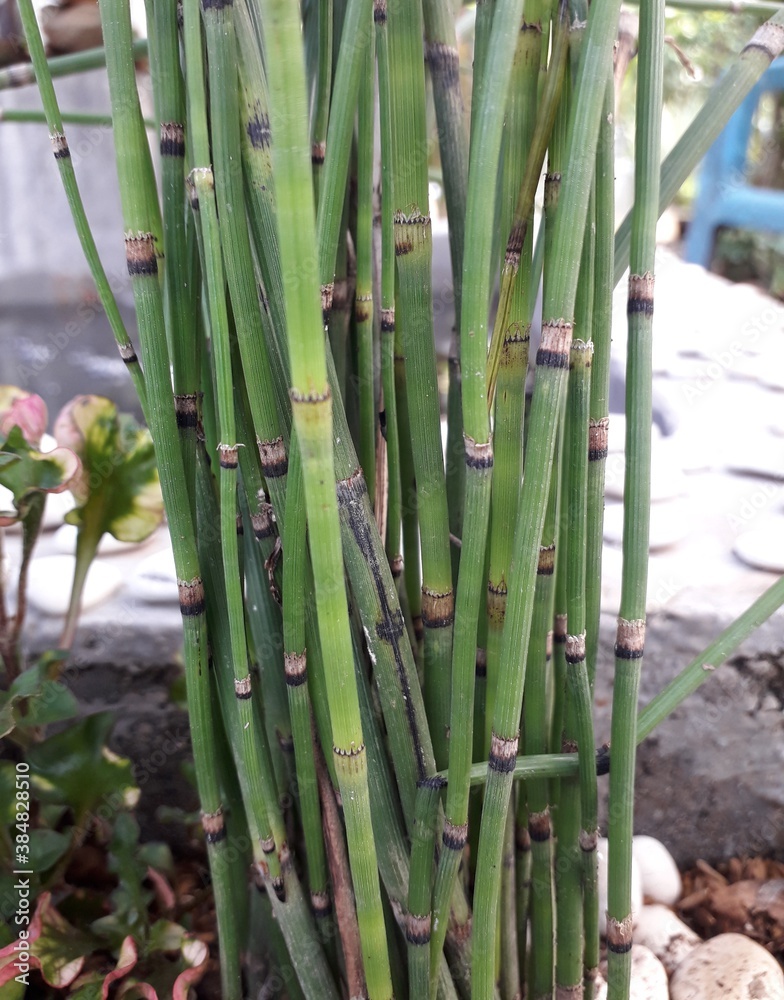 Obraz premium close up of bamboo
