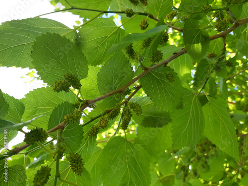 ramas de árbol de moras, con frutos de pequeñas moras, aun verdes, entre sus hojas, vista desde abajo con cielo de fondo 
