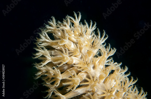 Shelf-Knob Sea Rod (Eunicea succinea) Feeding at Night photo