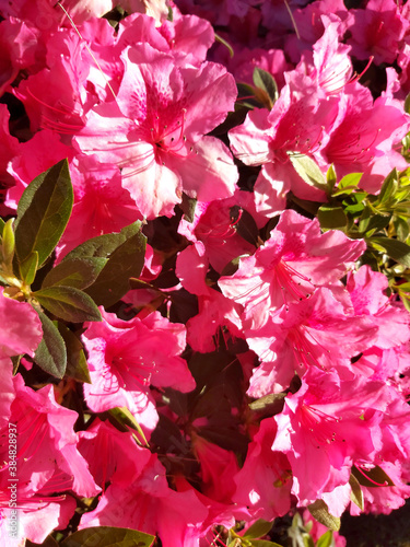fondo de flores abiertas de pétalos rosas abiertas, rodeadas de hojas verdes, con luz de sol rasante © Marizabeth