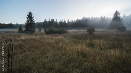 moor landscape in the fog in the landscape protection area The nature reserve Kirchspielwald-Ibacher Moos in southern germany,  is a significant moor area nationwide with numerous endangered animal an