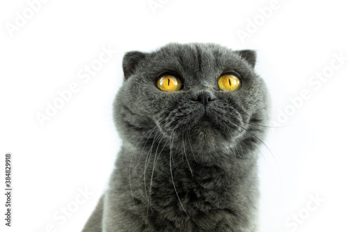 Cat scottish fold portrait on white isolated background