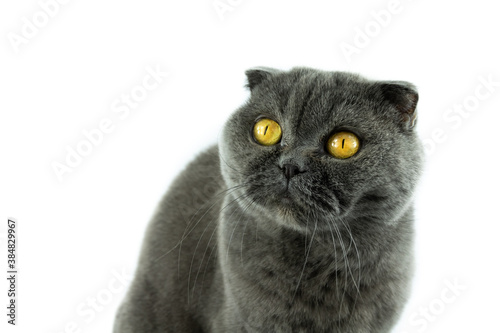Cat scottish fold portrait on white isolated background
