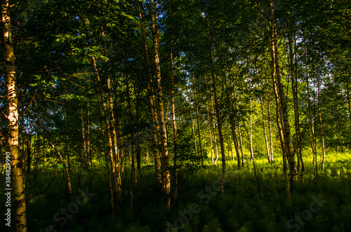 birch trees in dense thickets of fern. © efimenkoalex
