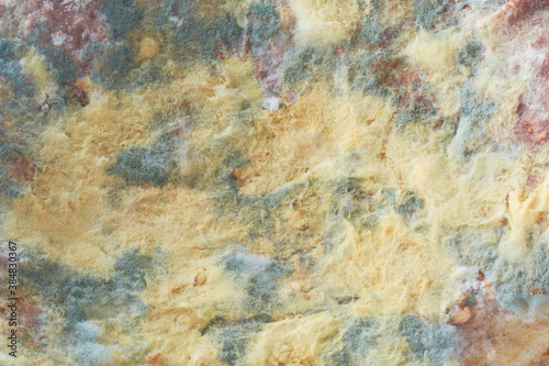 Food Mold fungus. Abstract background with copy space. Background of Colony Characteristics of Fungus.
