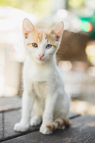 stray cat with two color eyes