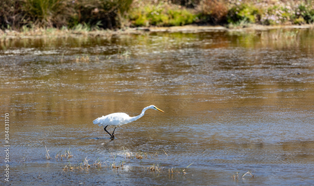 The hunting great Egret