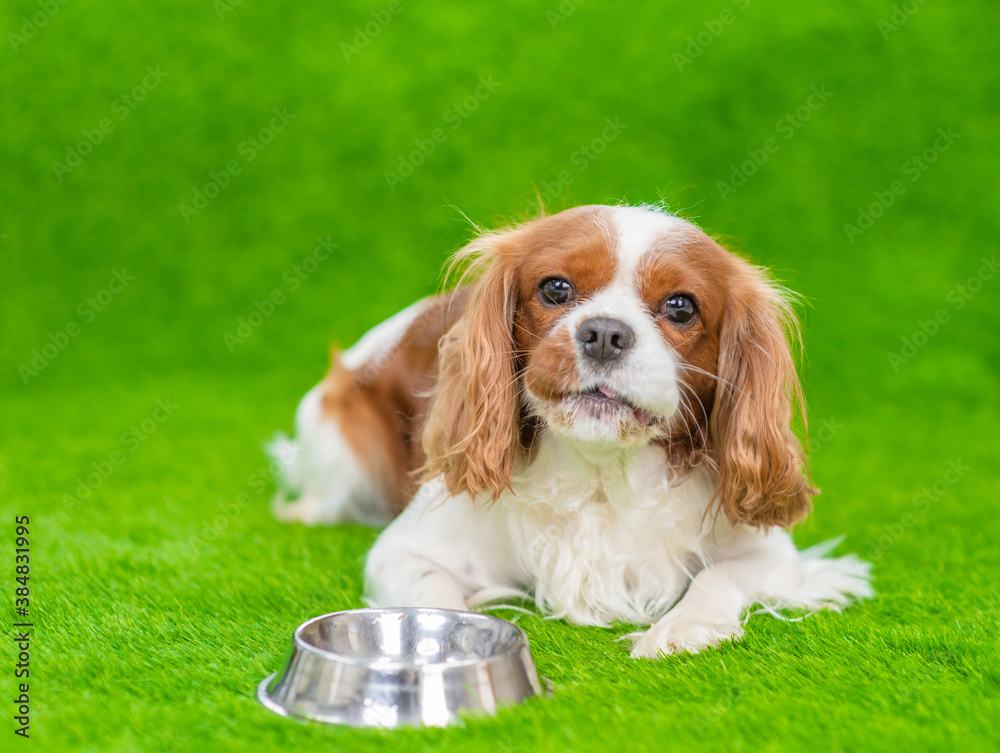 Dog lies with bowl on the green grass