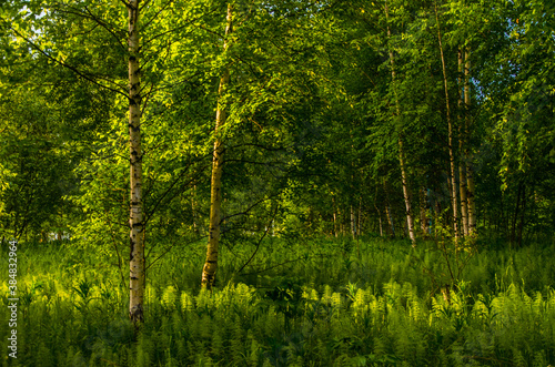 birch trees in dense thickets of fern.