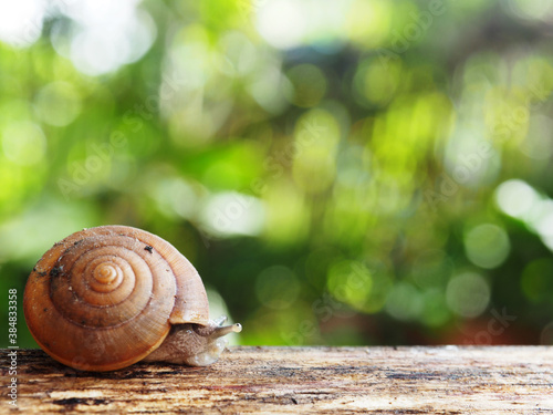 snail slow walk on wood and green background