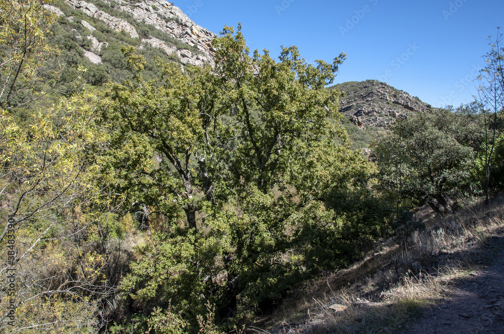 Parque Nacional de Cabañeros, Castilla la Mancha. España. 