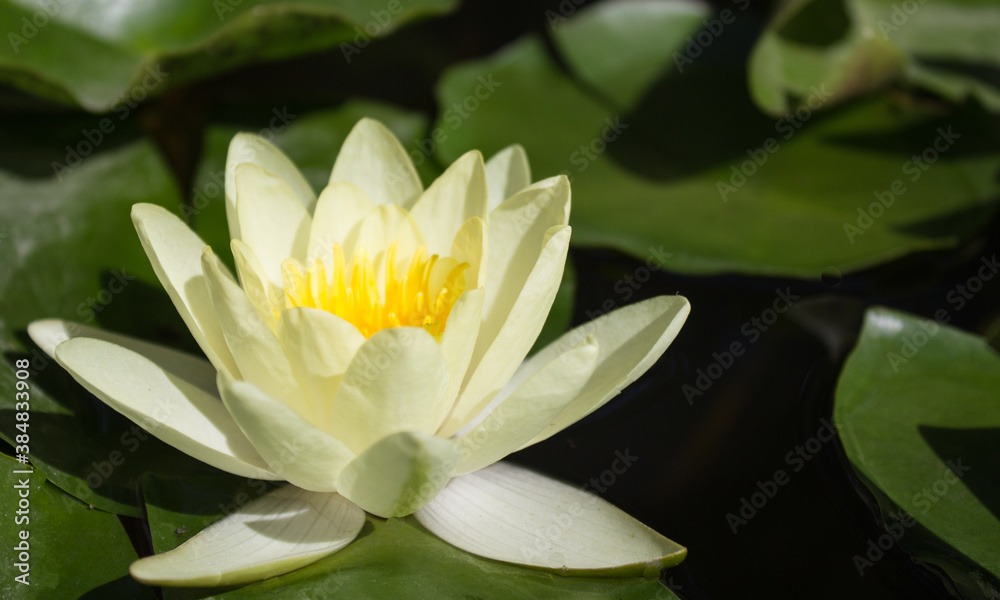 Close-up of a beautiful Lotus on a pond in the Park Close-up of a beautiful Lotus on a pond in the Park