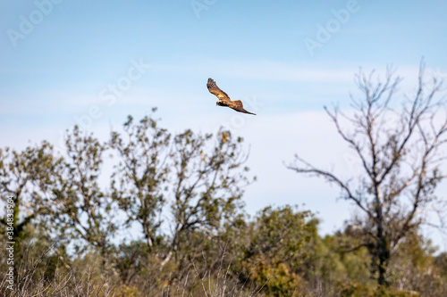 Hunting Marsh harrier