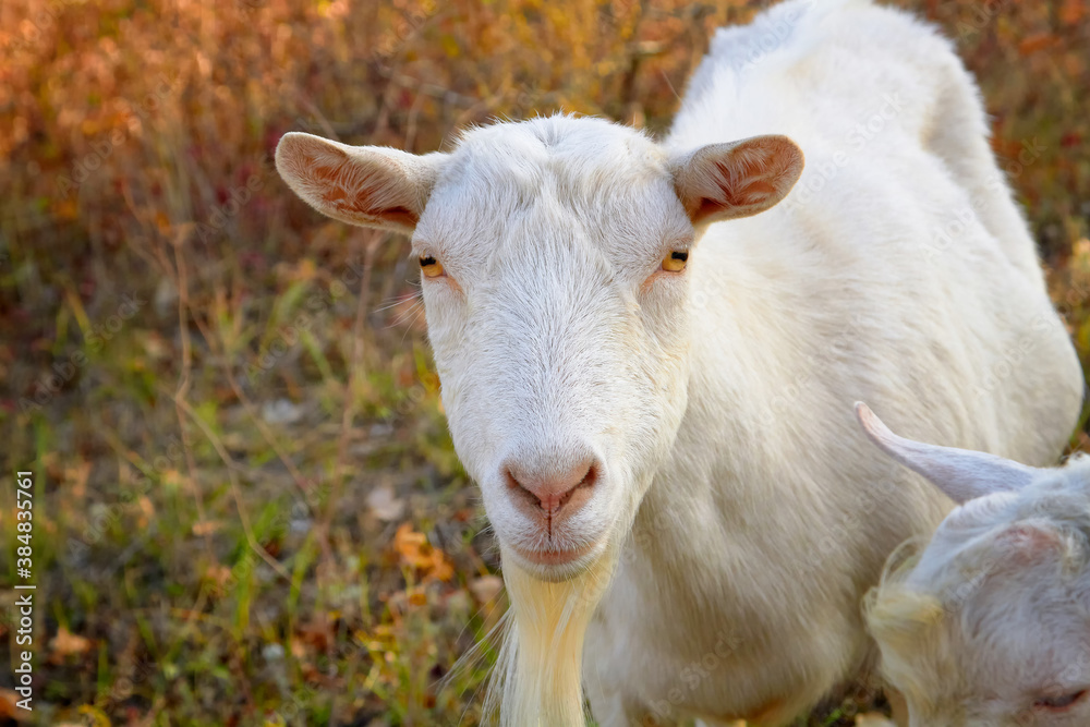 Portrait of a goat grazing in an autumn mountain pasture.