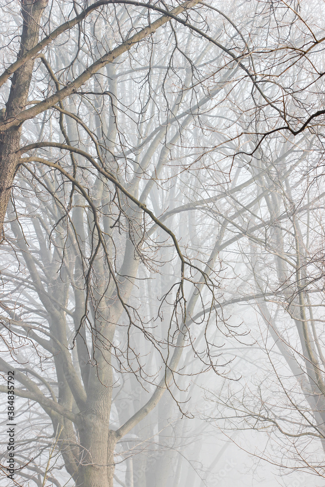 Foggy landscape. Field in morning october mist. Foggy landscape. Field in morning october mist.