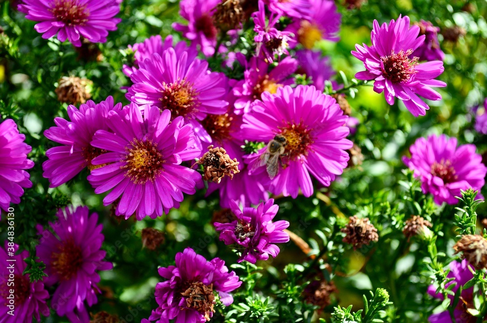Fototapeta premium lila blüten in grossaufnahme mit einer Wespe 