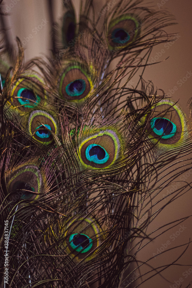 Fototapeta premium Plumas de Pavo Real con textura