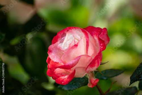 Pink and white big hybrid tea garden rose