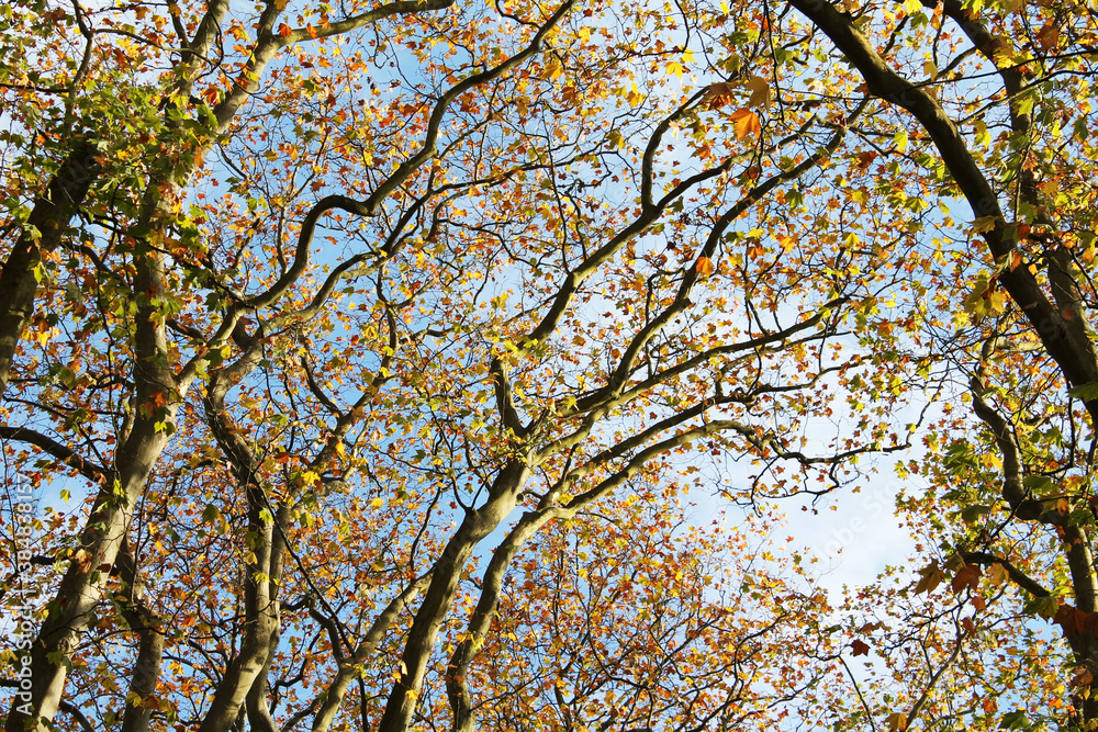 Fototapeta premium branches against blue sky