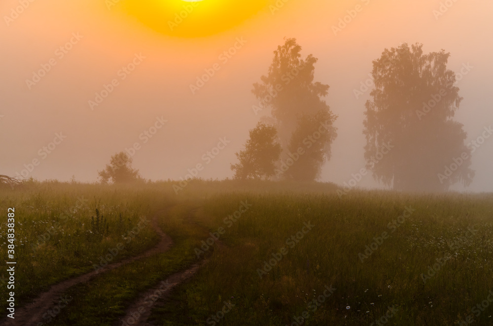 early morning. forest hiding in the fog. forest path early morning. forest hiding in the fog. forest path
